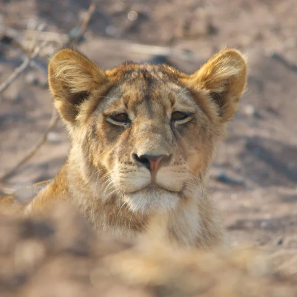 Lion Found East African National Parks — Fotografia de Stock