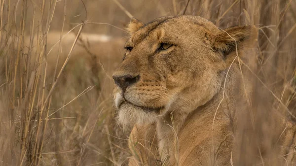 Lion Fond Oostenrijk Afrikaanse Nationale Parken — Stockfoto