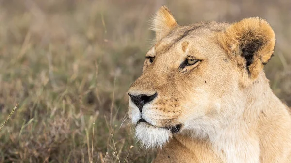 Lion Found East African Nationella Parker — Stockfoto