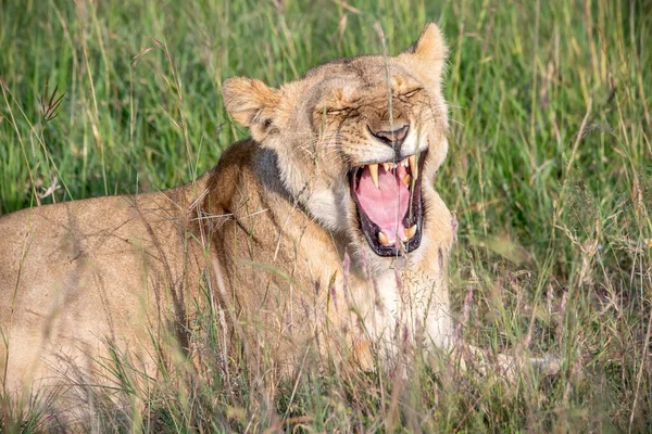Löwenstand Ostafrikanischen Nationalparken — Stockfoto