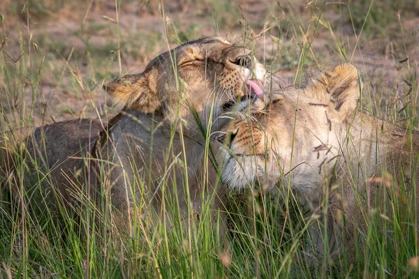 Löwenstand Ostafrikanischen Nationalparken — Stockfoto