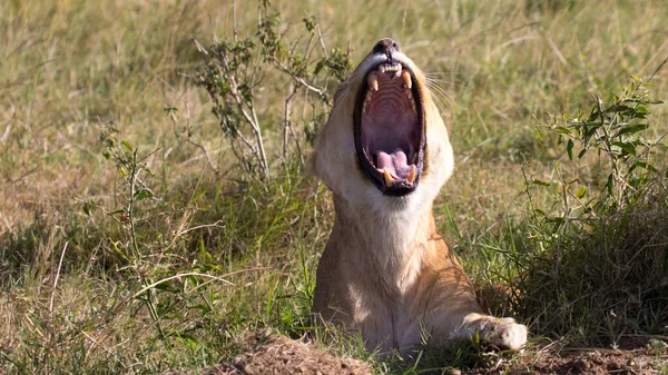 Lion Dans Les Parcs Nationaux Afrique Orientale — Photo