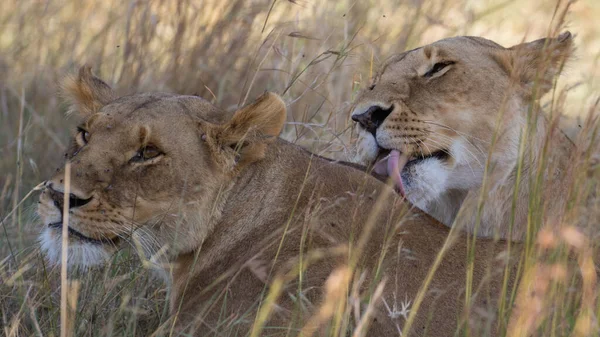 Lion Encontrada Parques Nacionales África Oriental — Foto de Stock