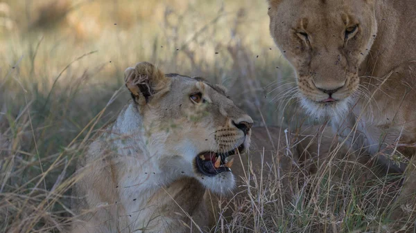 Lion Nalezen Východních Afrických Vnitrostátních Parkech — Stock fotografie