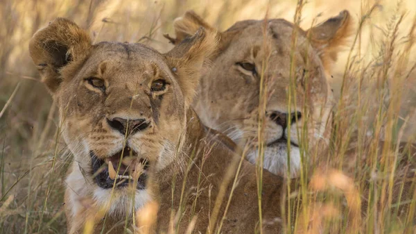 Lion Found East African National Parks — Fotografia de Stock