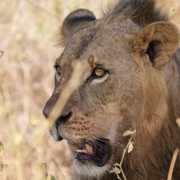 Lion Fond Oostenrijk Afrikaanse Nationale Parken — Stockfoto