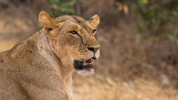 Lion Found East African National Parks — 图库照片