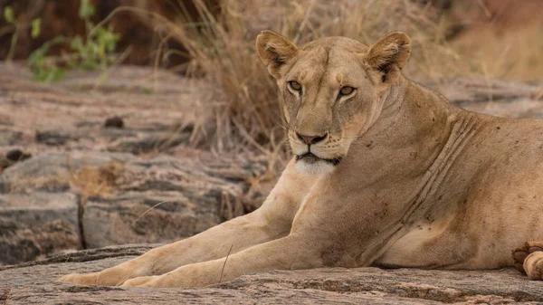 Lion Found East African Nationella Parker — Stockfoto