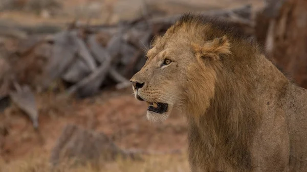 Lion Found East African National Parks — 图库照片