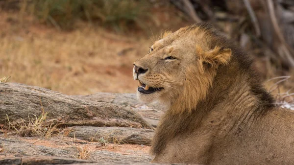 Lion Encontrada Parques Nacionales África Oriental —  Fotos de Stock