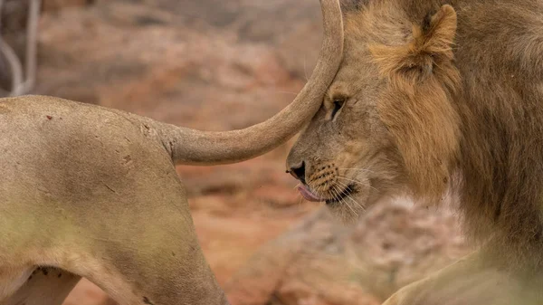 Lion Found East African National Parks — 图库照片