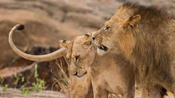 Lion Found East African National Parks — Fotografia de Stock