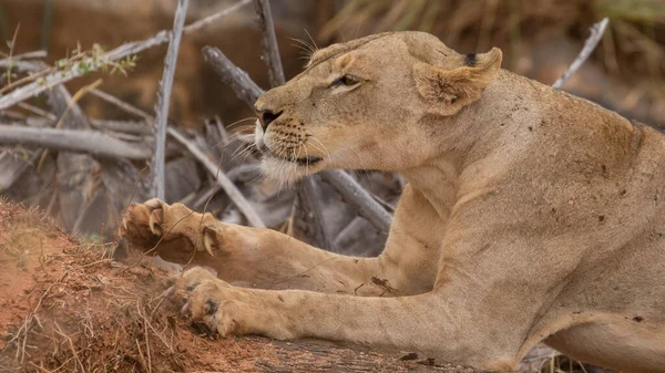 Lion Fond Oostenrijk Afrikaanse Nationale Parken — Stockfoto