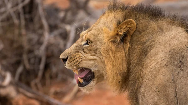 Lion Fond Oostenrijk Afrikaanse Nationale Parken — Stockfoto