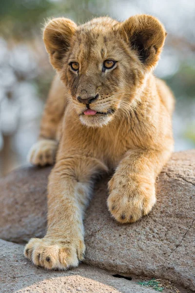 Lion Found East African National Parks — 图库照片