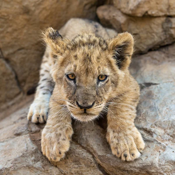 Lion Found East African National Parks — 图库照片