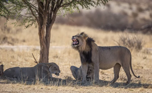 Lion Trovato Nei Parchi Nazionali Dell Africa Orientale — Foto Stock