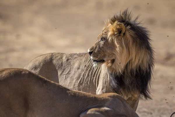 Lion Encontrada Parques Nacionales África Oriental —  Fotos de Stock