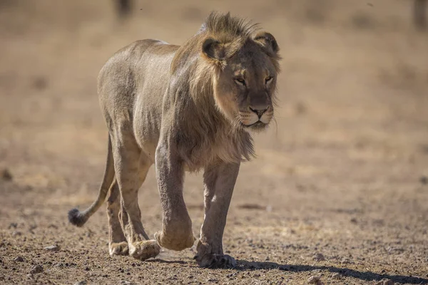 Lion Found East African National Parks — Fotografia de Stock