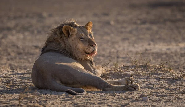 Lion Found Parkach Narodowych Afryki Wschodniej — Zdjęcie stockowe