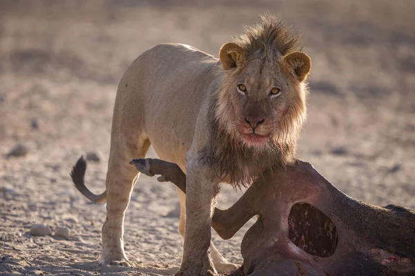 Lion Fond Oostenrijk Afrikaanse Nationale Parken — Stockfoto