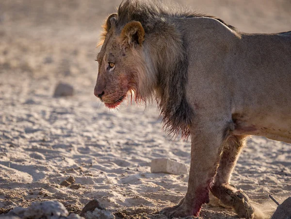 Lion Trovato Nei Parchi Nazionali Dell Africa Orientale — Foto Stock