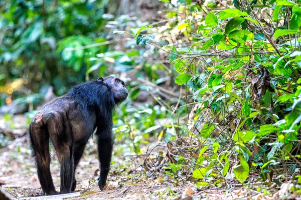 Mountainas Mahale National Par — Fotografia de Stock