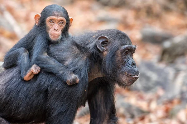 MAHALE DAĞLARI ULUSAL PAR