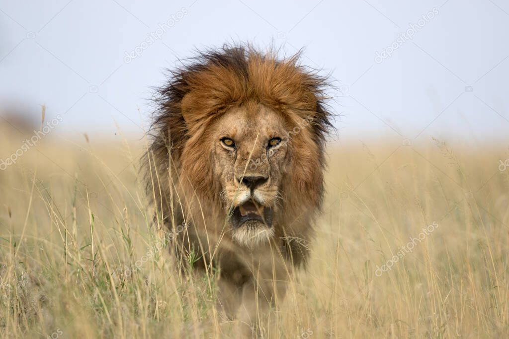LION FOUND IN EAST AFRICAN NATIONAL PARKS