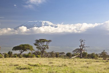 Kilimanjaro Dağı 'nın manzarası - Afrika' nın Tanzanya 'daki çatısı.