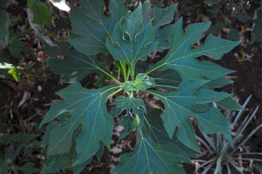Afrikalı siyah gergedan Afrika 'da bulundu.