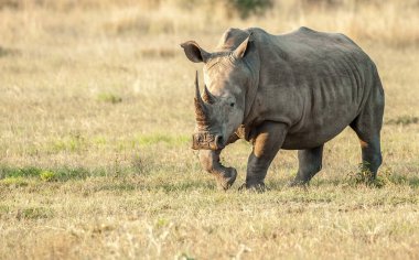 Doğu Afrika 'da tehlike altındaki Afrikalı Siyah Gergedanlar