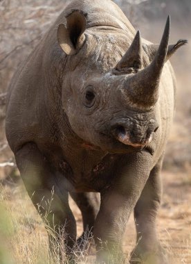 Doğu Afrika 'da tehlike altındaki Afrikalı Siyah Gergedanlar