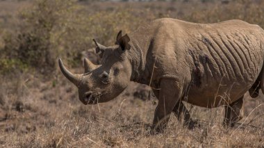 Afrikalı siyah gergedan Afrika 'da bulundu.