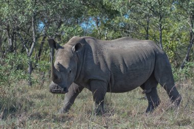 Doğu Afrika 'da tehlike altındaki Afrikalı Siyah Gergedanlar