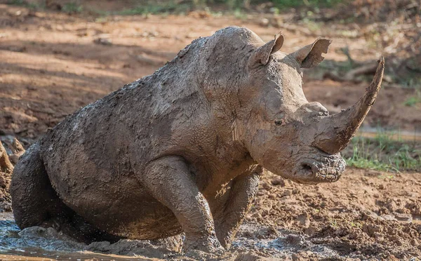 Rhinocéros Noir Afrique Danger Critique Afrique Est — Photo