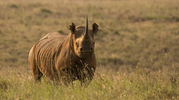 Afrikaanse Zwarte Neushoorn Gevonden Afrika — Stockfoto