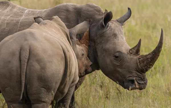 Rinoceronte Negro Africano Perigo Crítico África Oriental — Fotografia de Stock