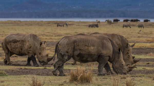 critically endangered African Black Rhinoceros in East Africa