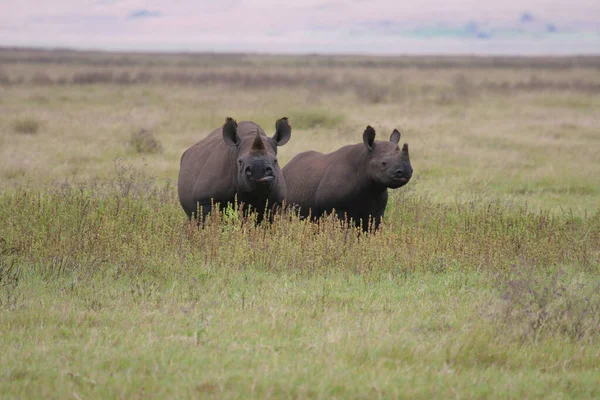 Tanzanya Daki Serengeti Milli Parkı — Stok fotoğraf