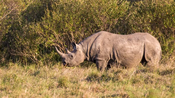 Rinoceronte Negro Africano Perigo Crítico África Oriental — Fotografia de Stock