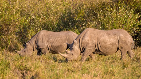 Kritiskt Utrotningshotade Afrikanska Svarta Noshörningar Östafrika — Stockfoto