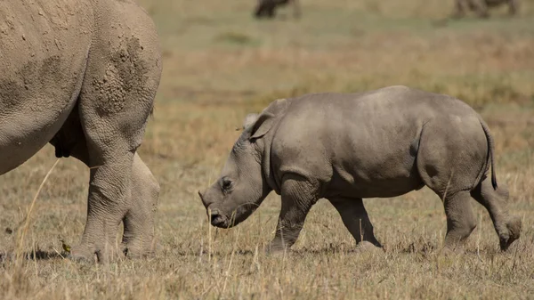 Critically Endangered African Black Rhinoceros East Africa — Stock Photo, Image