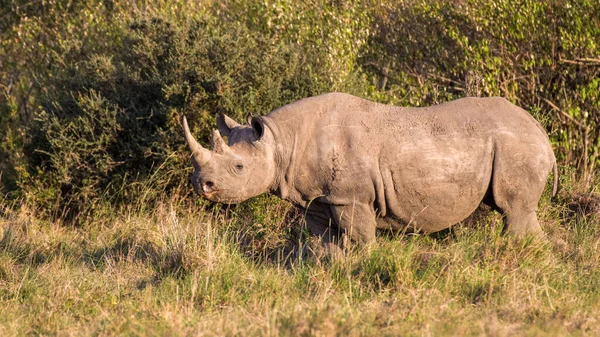 Rinoceronte Negro Africano Perigo Crítico África Oriental — Fotografia de Stock