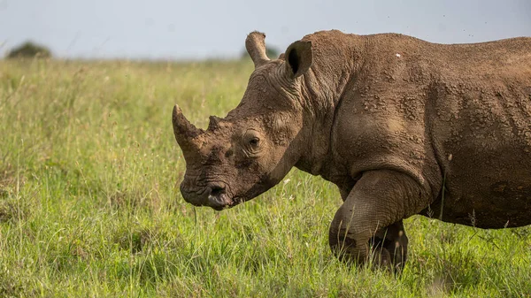 Krytycznie Zagrożonych Afrykańskich Nosorożców Czarnych Afryce Wschodniej — Zdjęcie stockowe