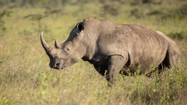Rinoceronte Negro Africano Perigo Crítico África Oriental — Fotografia de Stock