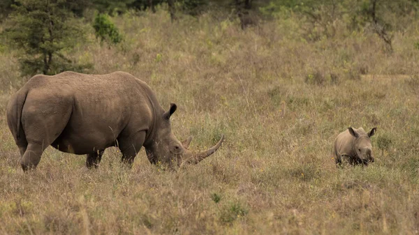Kritiskt Utrotningshotade Afrikanska Svarta Noshörningar Östafrika — Stockfoto