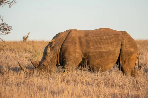 Rinoceronte Negro Africano Perigo Crítico África Oriental — Fotografia de Stock