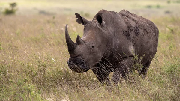 Rinoceronte Negro Africano Perigo Crítico África Oriental — Fotografia de Stock