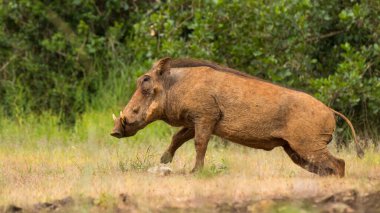 Tanzanya 'daki Serengeti Milli Parkı
